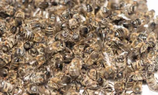 Imagem ilustrativa da imagem Mais de 100 milhões de abelhas morrem após uso indevido de agrotóxico
