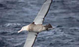 Imagem ilustrativa da imagem Número de casos de Gripe Aviária em aves no Brasil chega a 70