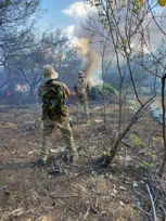 Imagem ilustrativa da imagem Operação policial destrói 230 mil pés de maconha no sertão de Pernambuco