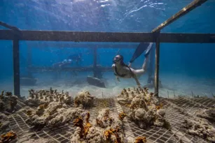 Imagem ilustrativa da imagem Porto de Galinhas entre os destinos mais sustentáveis do Brasil