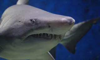 Imagem ilustrativa da imagem Tubarões estão viciados em cocaína jogada por traficantes no mar, diz estudo