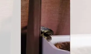 Imagem ilustrativa da imagem VÍDEO | Cobra é capturada dentro de berço de bebê em Santa Catarina