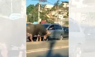 Imagem ilustrativa da imagem Búfalo ataca carros e atrapalha trânsito em São Gonçalo (RJ)