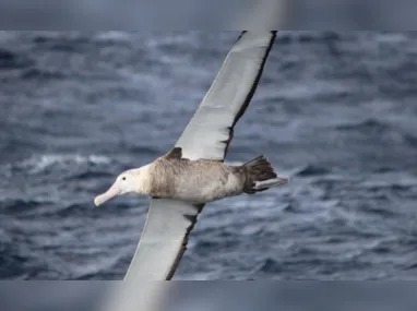 Decisão vigorava desde o fim de junho, após a descoberta do primeiro caso de gripe aviária na Serra