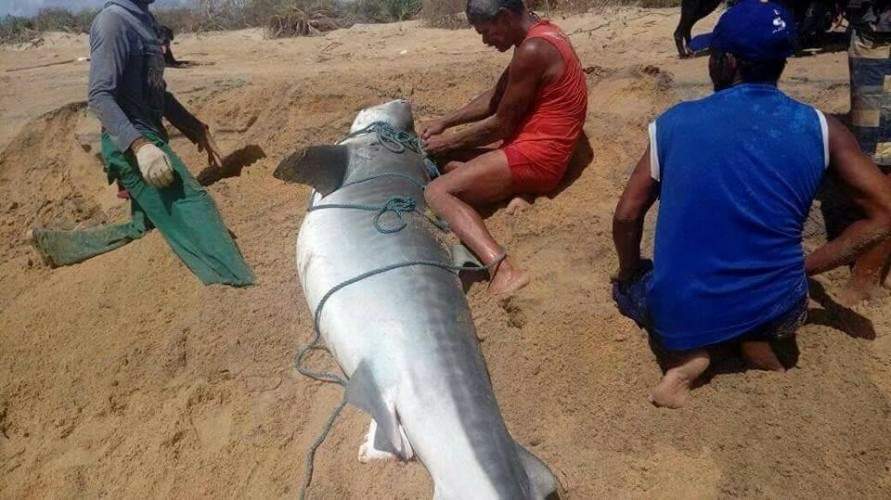 Animal estava a 500m da areia. Foto: Reprodução/Facebook