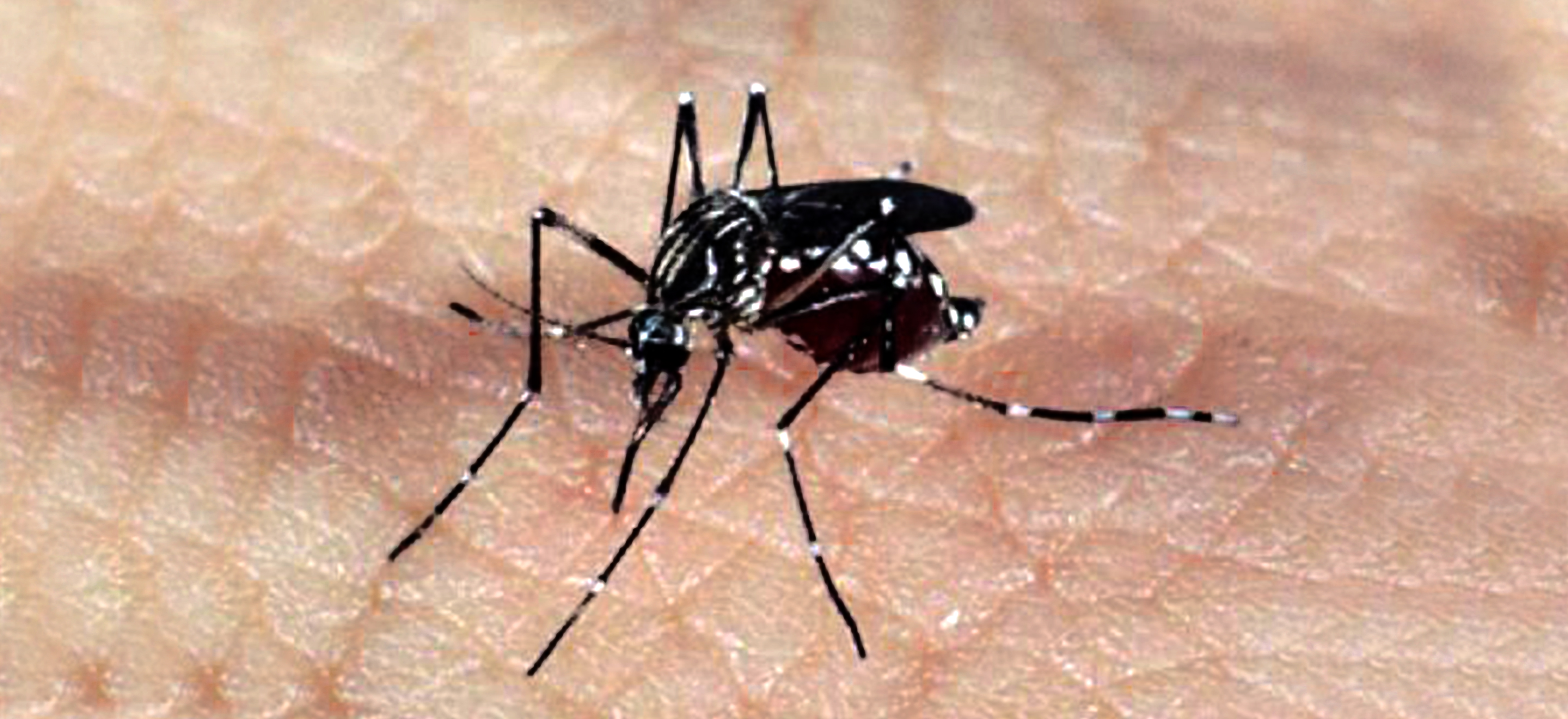 No ambiente urbano, a doença é transmitida pelo mosquito Aedes aegypti. Foto: Arquivo/Agência Brasil