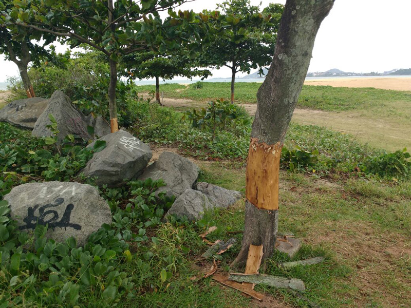 Antes do corte, as árvores foram "raspadas". Foto: Divulgação