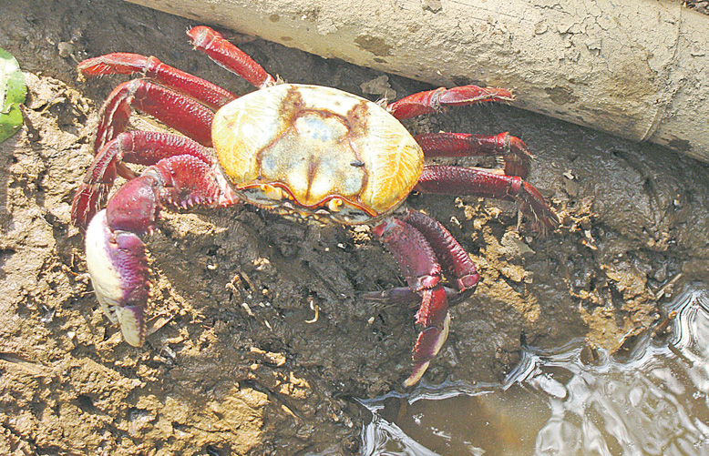 Durante o período da andada do caranguejo ficam proibidas a venda e cata, além do transporte e armazenamento do crustáceo. Foto: Divulgação