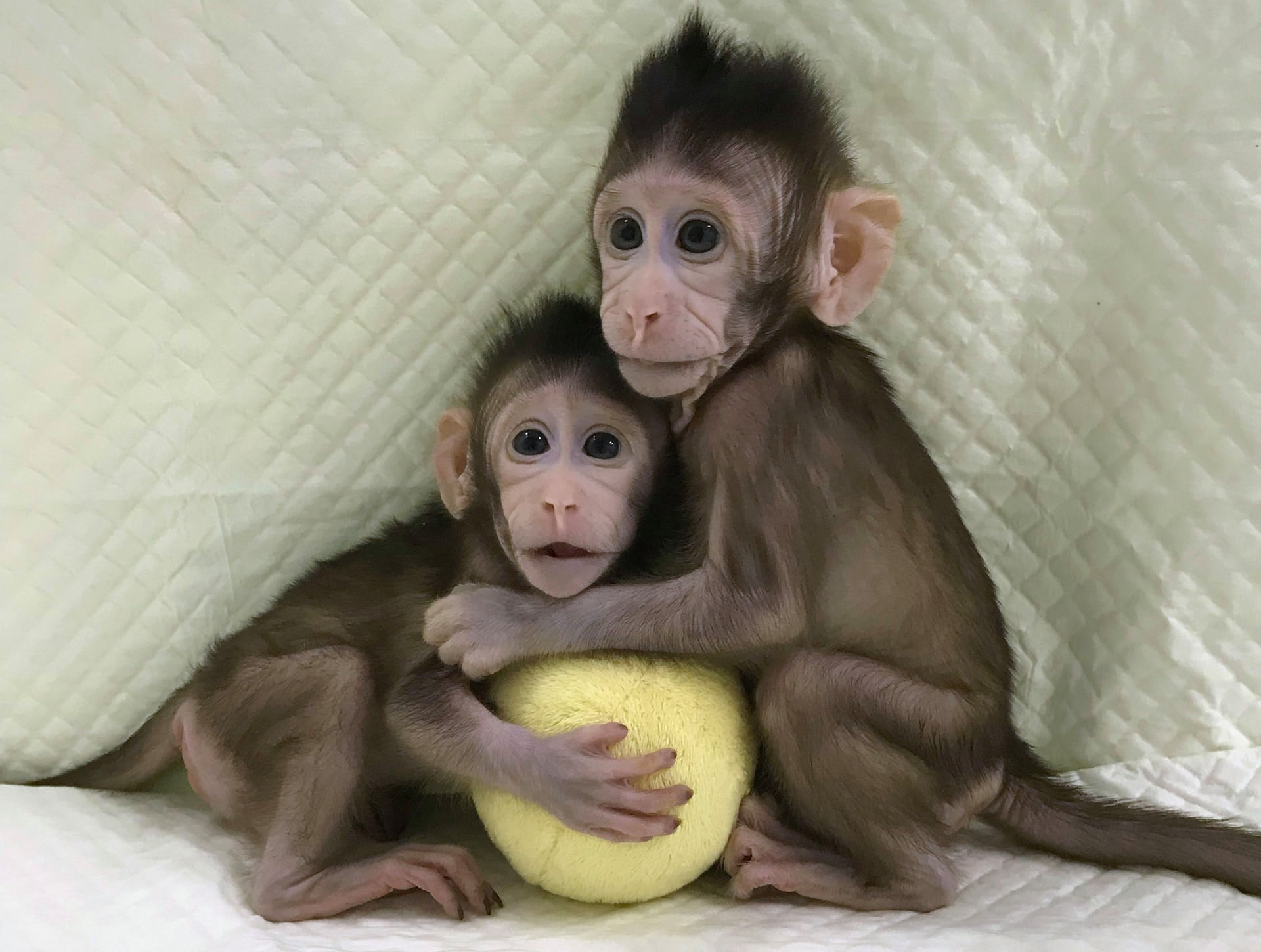 Zhong Zhong e Hua Hua, como foram apelidadas, agora estão com oito e seis semanas de vida, respectivamente. Foto: Divulgação.