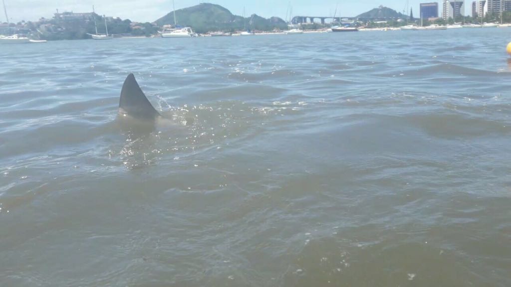 Imagem de um possível tubarão em praia de Vitória.Foto/ Divulgação