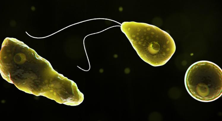 Um caso de Meningoencefalitis amebiana primária foi diagnosticado pela primeira vez na Argentina. Foto/CDC - Centro de Controle de Doenças dos Estados Unidos