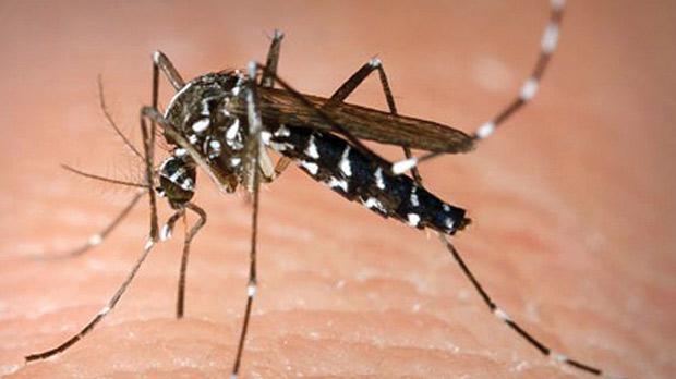 A febre amarela urbana é transmitida pelo Aedes aegypti. Foto: Divulgação