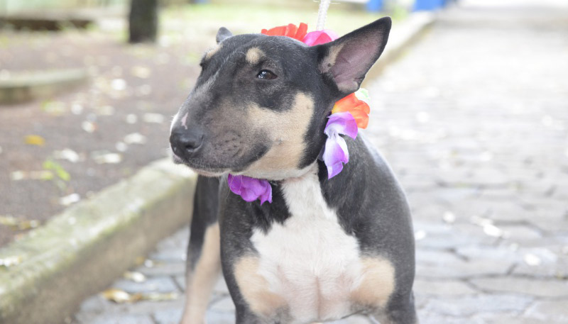 Frida está sendo ressocializada para que possa ter uma futura adoção especial e segura. Foto: André Sobral