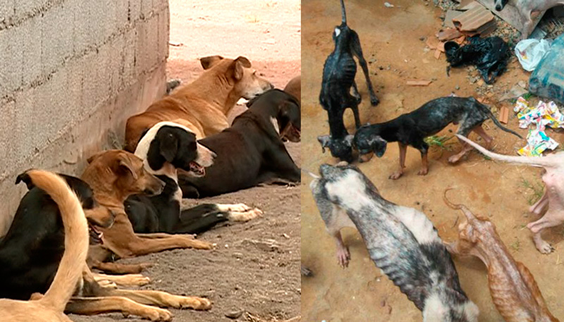Foto mostra como estão os cães hoje e como chegaram ao abrigo. Foto: Reprodução