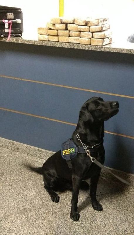 Cães farejadores auxiliaram nas buscas. Foto: Divulgação/PRF RJ