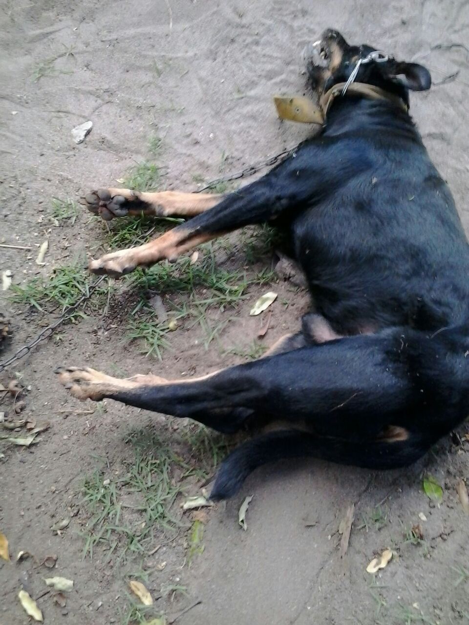 Cachorro foi morto durante ataque de abelhas. Foto/ Whatsap