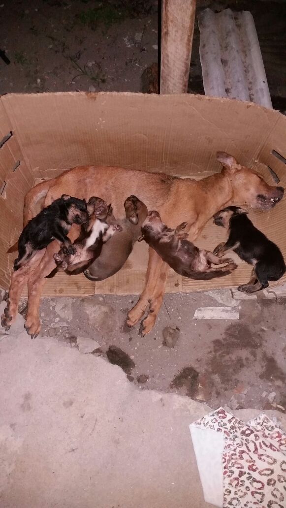 Na imagem, uma cachorra e seus cinco filhotes acabaram sendo atingidos pelas abelhas e morreram.Foto/ Whatsap