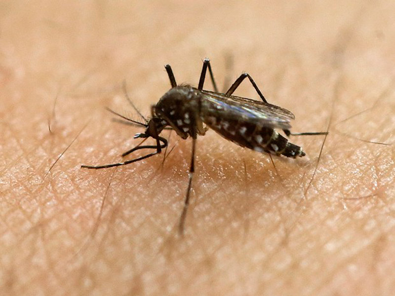 Mosquito transmissor da dengue. Foto: Divulgação