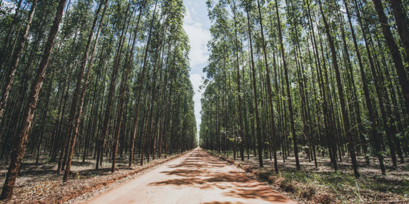 Plantação de eucaliptos da Fibria no Espírito Santo. Foto: A Tribuna