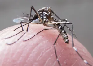 Imagem ilustrativa da imagem Estado já registrou 12 mil casos de chikungunya só este ano