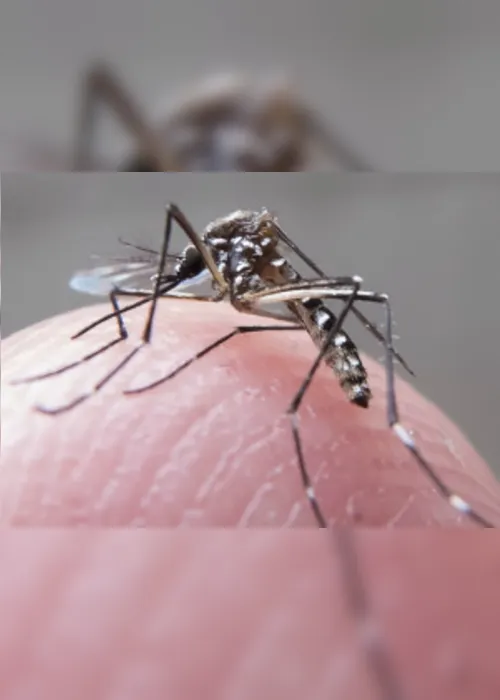 Imagem ilustrativa da imagem Estado já registrou 12 mil casos de chikungunya só este ano