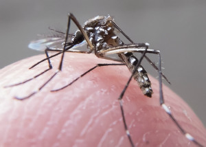 Mosquito transmissor da dengue (Foto: Divulgação)