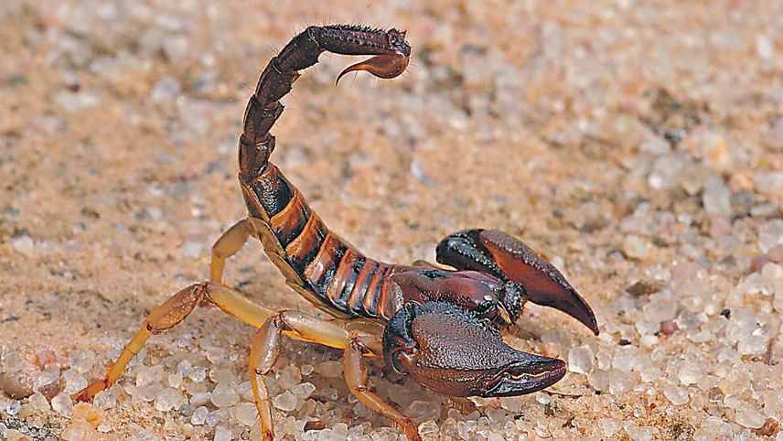 Em 2017, o município de Araçatuba registrou 260 acidentes com escorpiões. Foto: Divulgação
