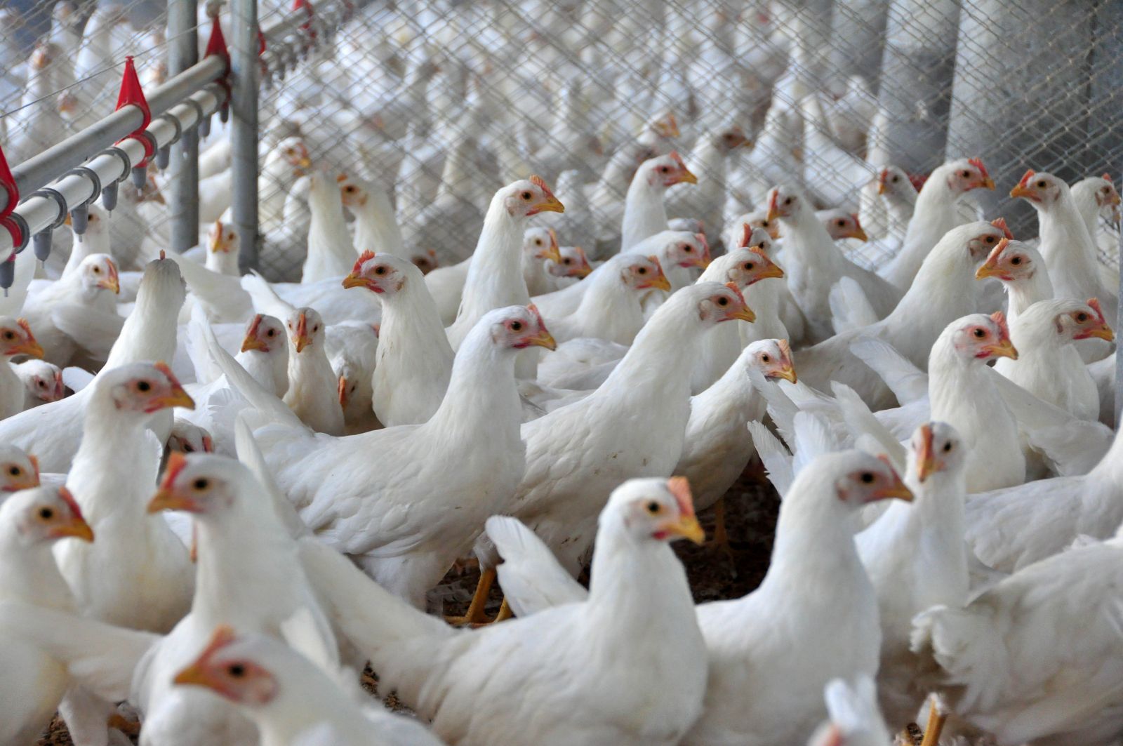 expectativa é que o frango que seria exportado para a Europa seja comercializado no mercado interno, aumentando a oferta e fazendo com que o preço caia. Foto: Divulgação.