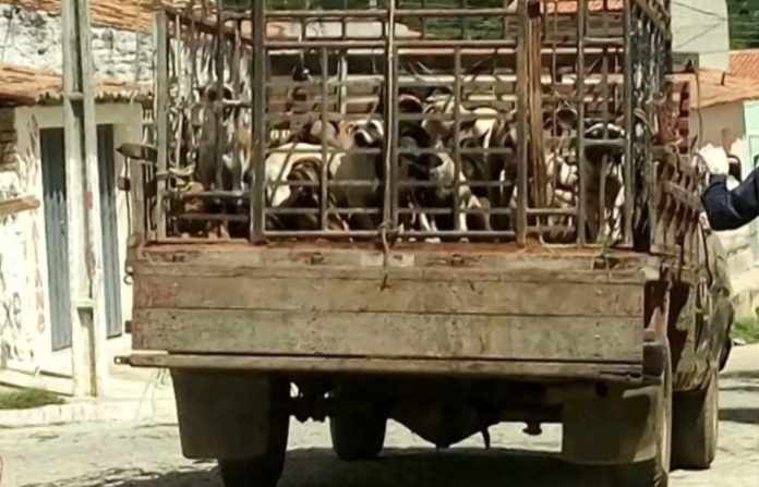 Segundo a Promotoria, os cães foram recolhidos da ruas e até de residências e levados a um prédio abandonado, onde acabaram mortos. Foto: Reprodução/Twitter