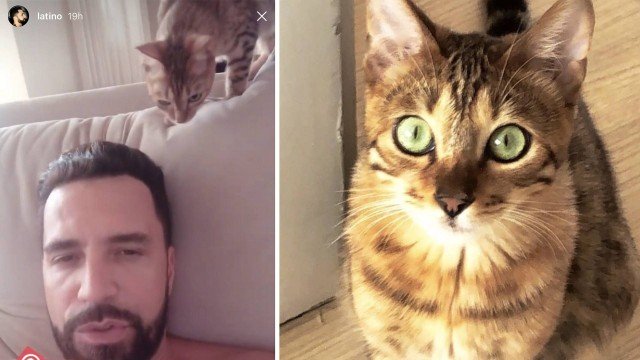 Latino apresenta aos fãs o gato Valentino, seu novo animal de estimação. Foto: Reprodução/Instagram.
