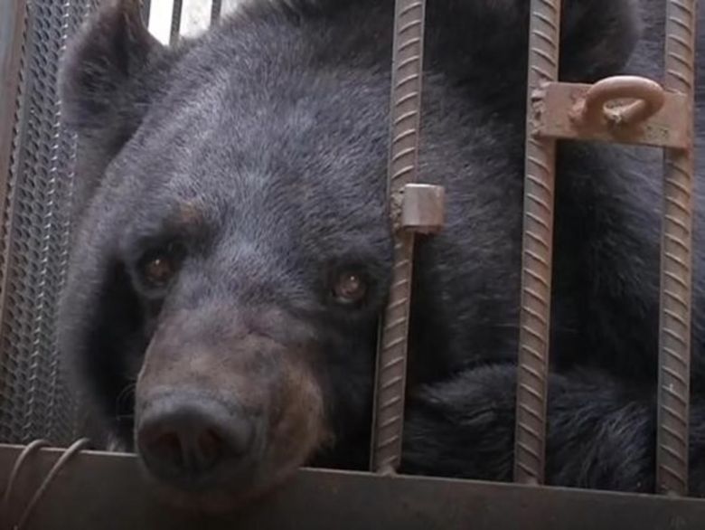 O urso adotado tem mais de um metro de altura e pesa 200 quilos. (Foto: Divulgação)
