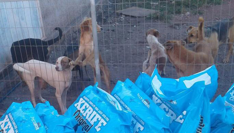 Animais no abrigo do grupo em Barramares: cachorros podem ficar sem local certo para morar (Foto: Arquivo A Tribuna)