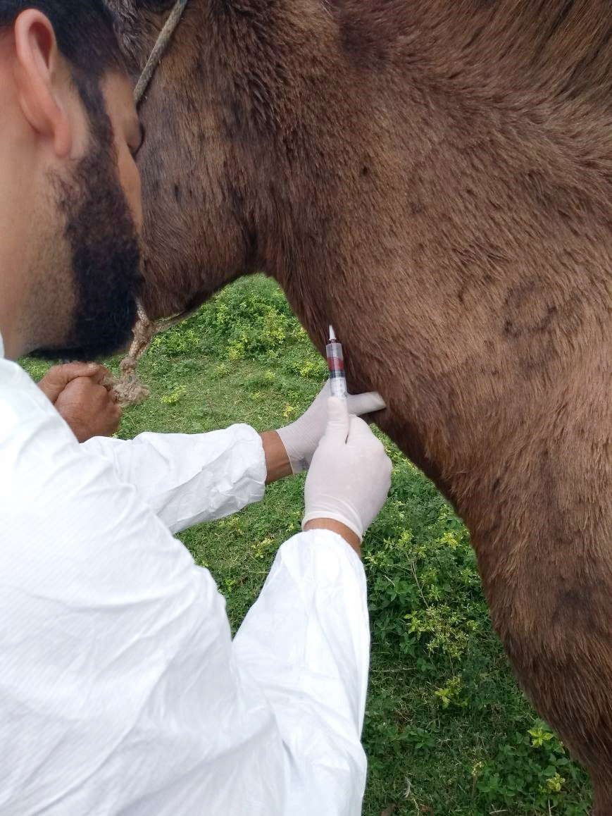 Animal sendo avaliado por um especialista do Idaf (Foto: Divulgação)