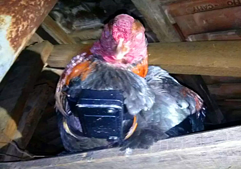 (Foto: Reprodução)