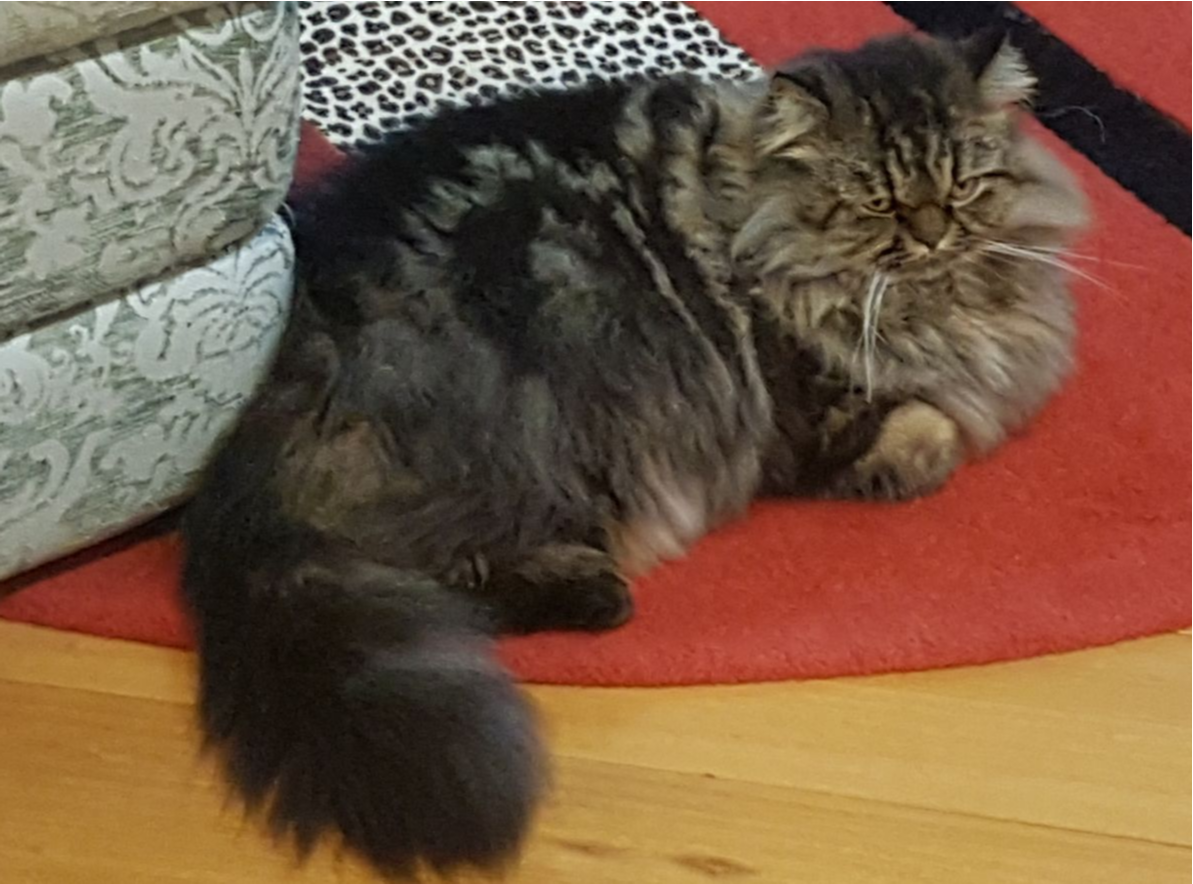 O gato voltou para casa quase uma semana depois de desaparecer. (Foto: Divulgação)