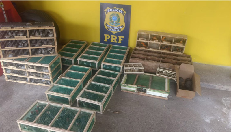 Aves estavam distribuídas em 13 gaiolas (Foto: Divulgação / PRF)