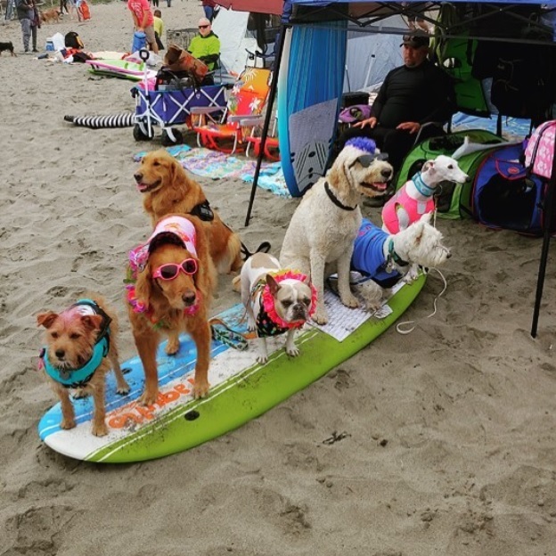 (Foto: Reprodução/Instagram/World Dog Surfing)