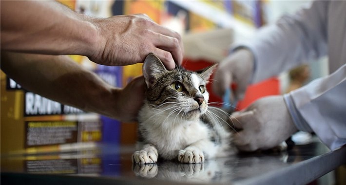Gato é atendido por veterinário (Foto: Divulgação/Prefeitura da Serra)