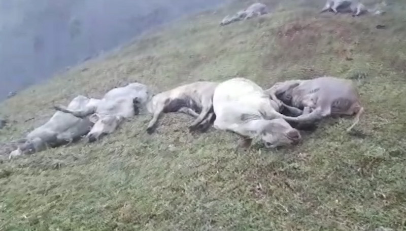 Animais morreram após cair de um penhasco (Foto: Divulgação)