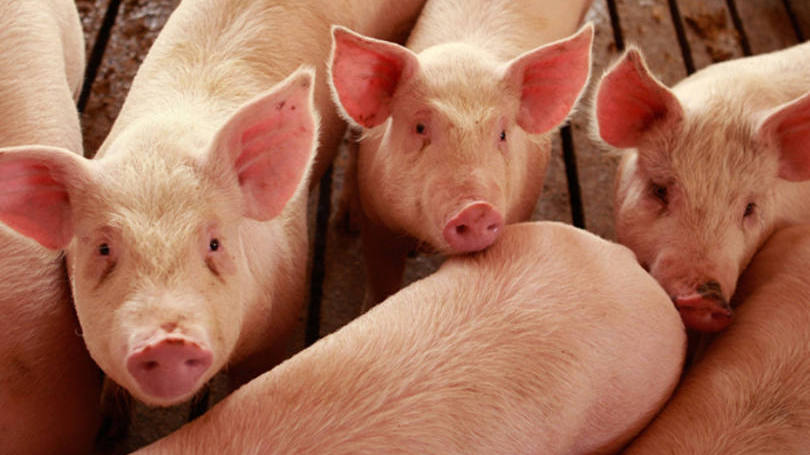 Porcos: substância injetada em cérebros removidos após o abate dos animais restaurou funções cruciais (Foto: Divulgação)