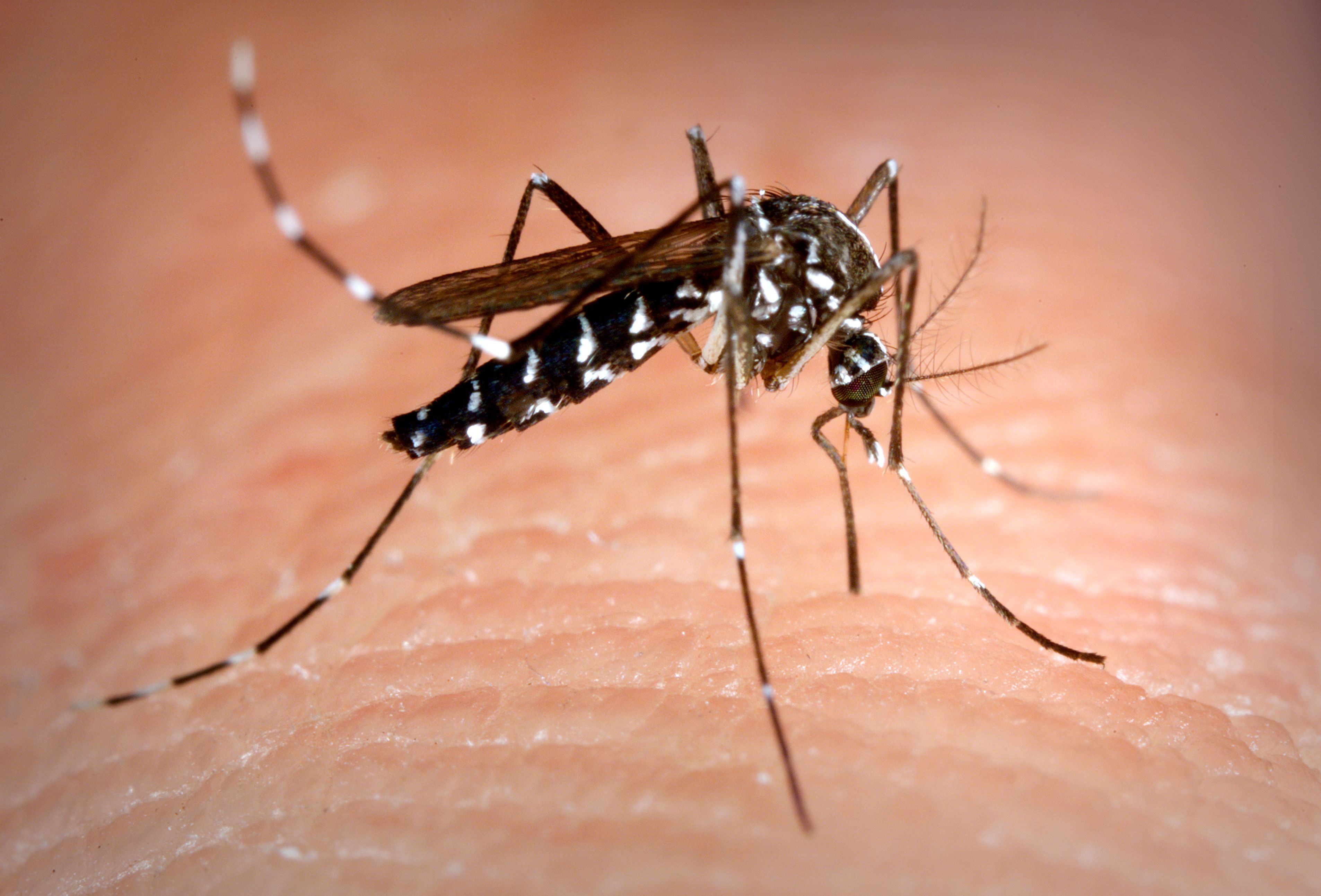 Mosquito transmissor da Zika e dengue (Foto: Divulgação)