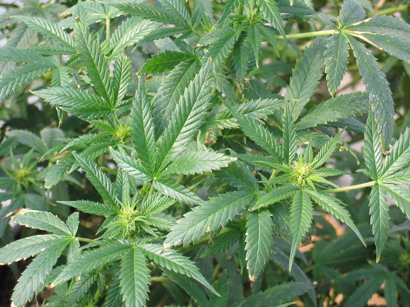 Árvore de canabbis sativa (Foto: Divulgação)