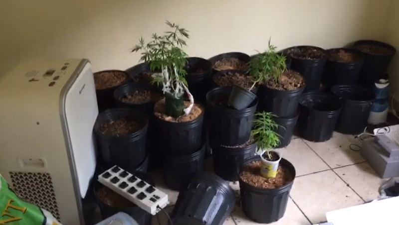 Drogas apreendidas pela polícia (Foto: Divulgação / PF)