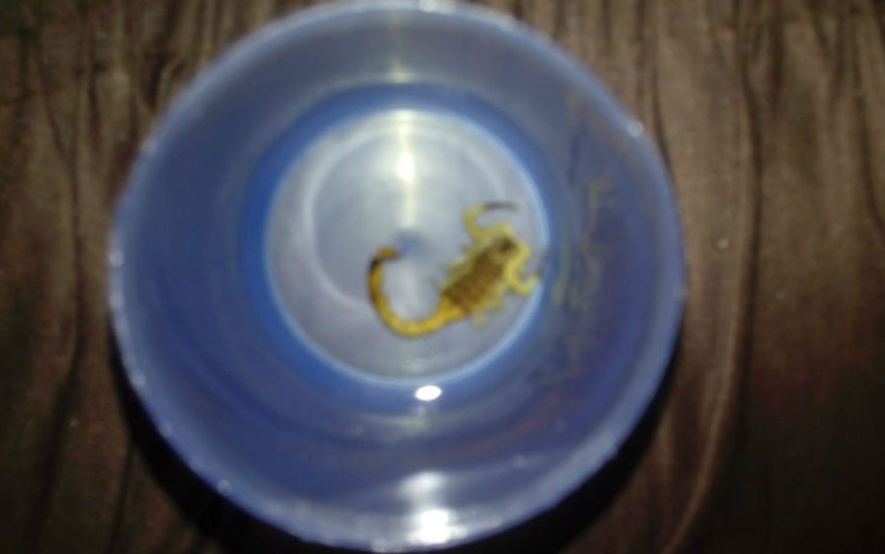 Escorpião que atacou bebê (Foto: Acervo pessoal)