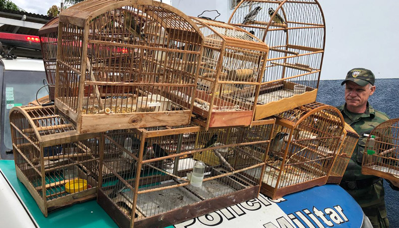 As aves não tinham autorização do órgão competente (Foto: Divulgação / PMES)