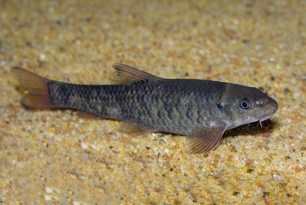 Peixe encontrado em spa (Foto: Reprodução)