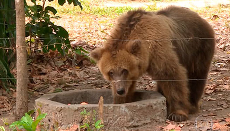 Ursa Marsha terá um novo lar (Foto: Divulgação)