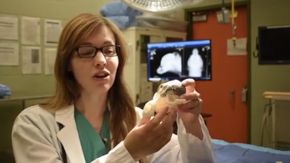 Michelle Oblak veterinária que realizou a cirurgia de Patches (Foto: Divulgação/Universidade de Guelph)
