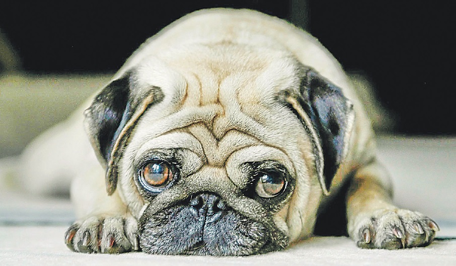 Cachorro com quadro depressivo: isolamento, tristeza profunda e falta de apetite estão entre os principais sintomas de depressão em cães e gatos
