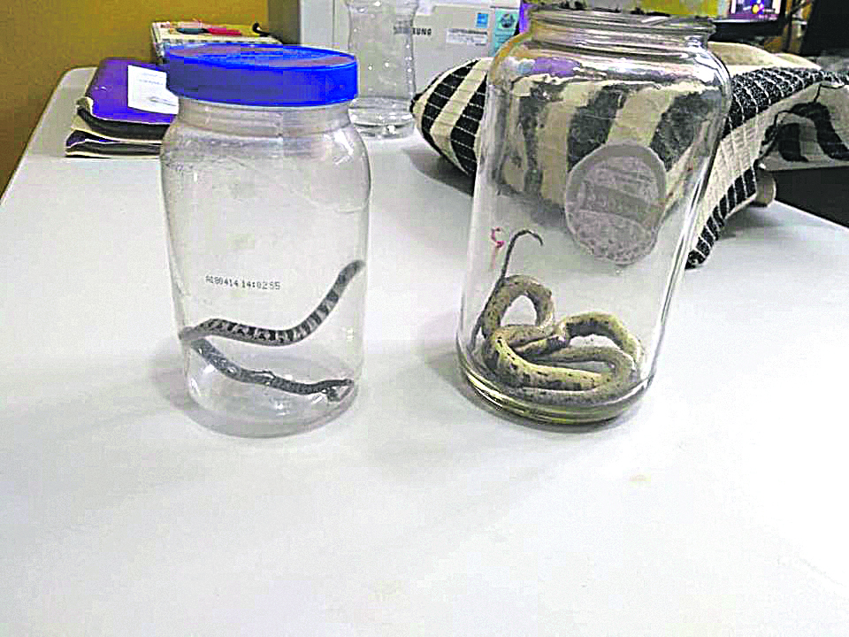 Serpentes encontradas nos arredores da escola, em Irupi. (Foto: Divulgação)